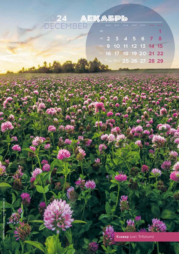 Перекидной календарь Цветы России